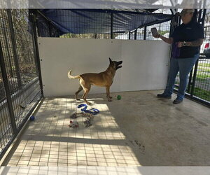 John Wick Located in Colorado - Male Mutt Dog for Adoption - Photo #6
