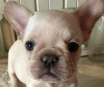 Puppy Bubba French Bulldog