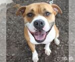 Small #4 Boxer Mix