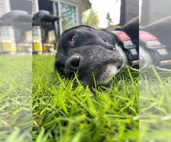 Medium Photo #2 Boxador Puppy For Sale in Dana Point, CA, USA