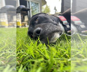 Lucy - Female Boxador Dog for Adoption - Photo #2