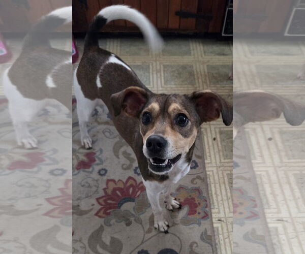 Medium Photo #4 Beagle-Unknown Mix Puppy For Sale in New Castle, DE, USA