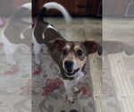 Small #3 Beagle Mix