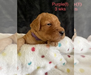 Goldendoodle Puppy for sale in ELBERT, CO, USA