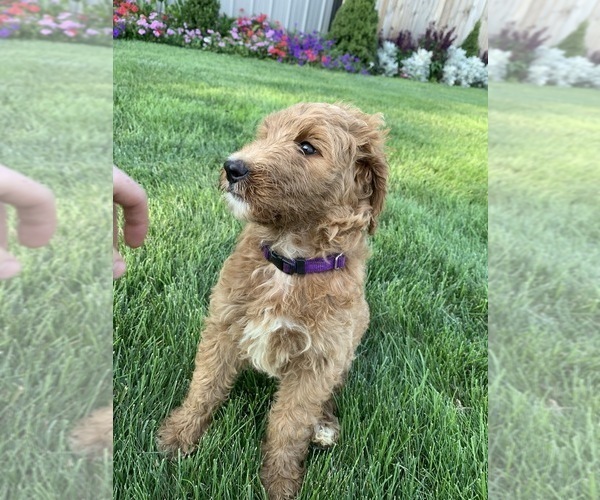Medium Photo #2 Goldendoodle Puppy For Sale in GREENWOOD, IN, USA