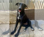 Small #2 Bull Terrier Mix