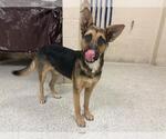 Small German Shepherd Dog Mix