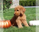 Small Photo #4 Goldendoodle Puppy For Sale in EPHRATA, PA, USA