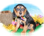 Small Photo #2 Beaglier Puppy For Sale in HAMMOND, IN, USA