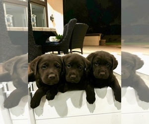Labrador Retriever Puppy for sale in PEORIA, AZ, USA