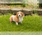 Small #2 Dachshund