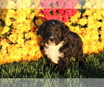 Small Photo #4 Bernedoodle Puppy For Sale in EVART, MI, USA