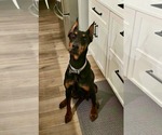 Small #1 Doberman Pinscher Mix