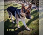Small Photo #1 German Shepherd Dog Puppy For Sale in WALHONDING, OH, USA