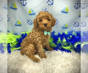 Poodle (Toy) Puppy for sale in WINNSBORO, LA, USA