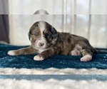 Small #4 Miniature Australian Shepherd-Miniature Bernedoodle Mix