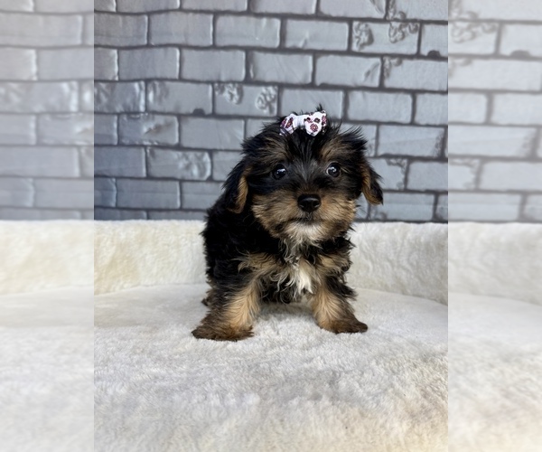 Medium Photo #9 Yorkshire Terrier Puppy For Sale in OCALA, FL, USA