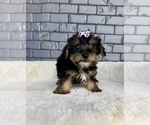 Small #8 Yorkshire Terrier