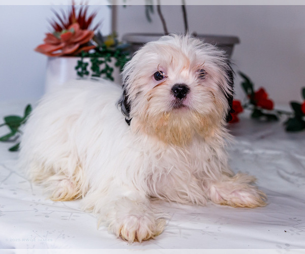 Medium Photo #14 Shih Tzu Puppy For Sale in WAKARUSA, IN, USA