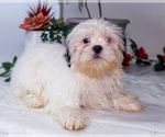 Small #13 Shih Tzu