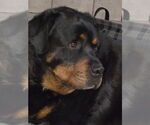 Small #2 Rottweiler