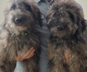 Goldendoodle Puppy for sale in WACO, TX, USA