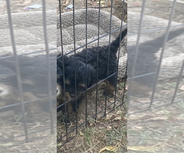 Medium Photo #1 Cavapoo Puppy For Sale in CROLEY, KY, USA