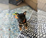 Small #3 German Shepherd Dog