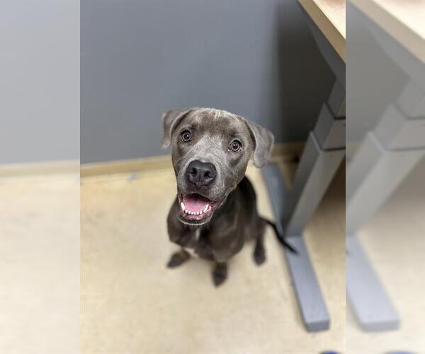 Medium Photo #1 American Pit Bull Terrier-Unknown Mix Puppy For Sale in Chula Vista, CA, USA