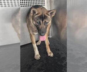 Akita-Unknown Mix Dogs for adoption in Texas City, TX, USA