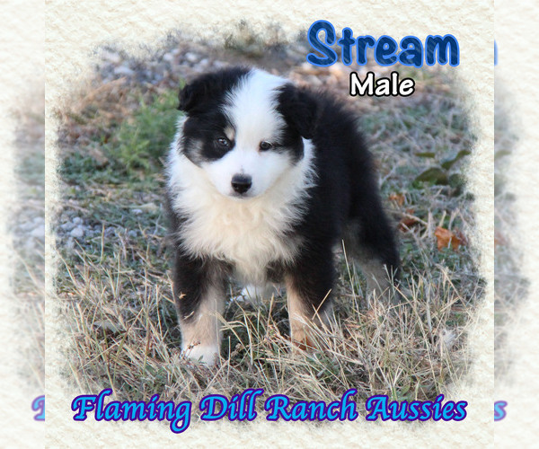 Medium Photo #4 Miniature Australian Shepherd Puppy For Sale in FORESTBURG, TX, USA