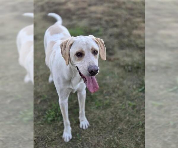 Medium Photo #1 Great Dane-Unknown Mix Puppy For Sale in Temple, TX, USA