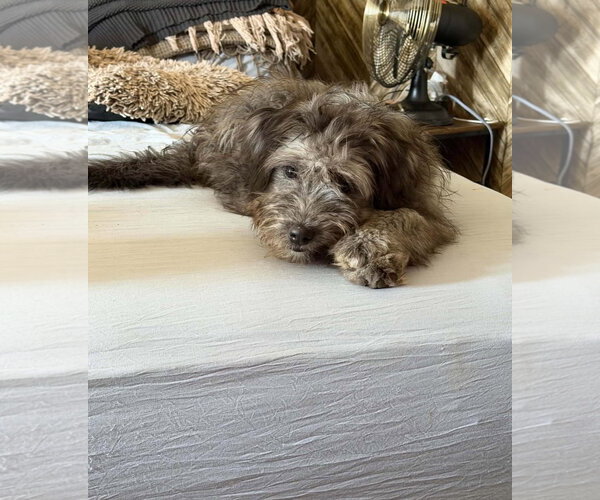 Medium Photo #2 Poodle (Miniature)-Unknown Mix Puppy For Sale in Grafton, WI, USA