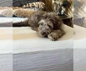 Lilo - Female Poodle (Miniature)-Unknown Mix Dog for Adoption - Photo #2