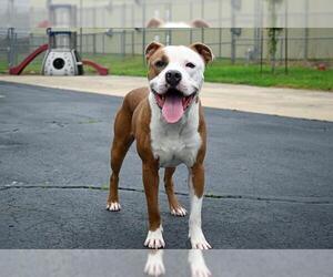American Pit Bull Terrier-Unknown Mix Dogs for adoption in Decatur, IL, USA