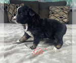 Small Photo #28 Australian Shepherd Puppy For Sale in SALISBURY, NC, USA