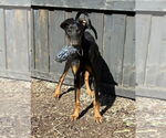 Small #8 Doberman Pinscher