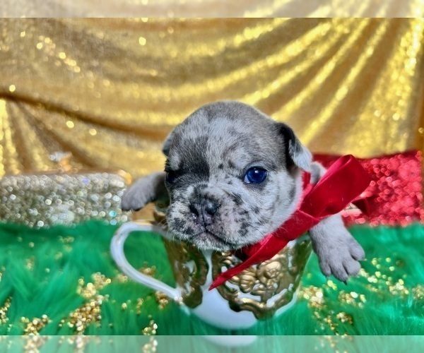 Medium Photo #29 French Bulldog Puppy For Sale in HAYWARD, CA, USA