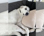Small #3 Great Pyrenees Mix