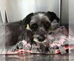 Small #5 Mutt