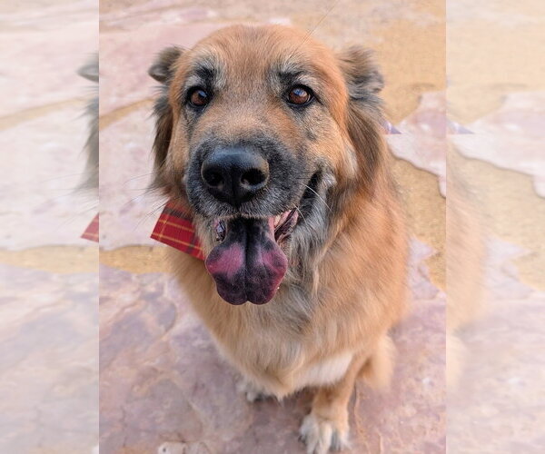 Medium Photo #1 Chow Chow-Unknown Mix Puppy For Sale in Pena Blanca, NM, USA