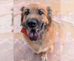 Chow Chow-Unknown Mix Dogs for adoption in Pena Blanca, NM, USA