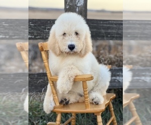 Goldendoodle Puppy for sale in MARYVILLE, MO, USA