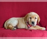 Small Photo #5 Labrador Retriever Puppy For Sale in LITITZ, PA, USA