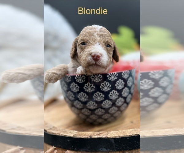 Medium Photo #3 Golden Cavadoodle Puppy For Sale in HAYDEN, AL, USA