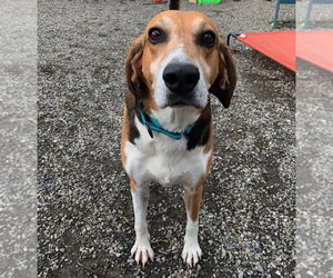 Coonhound-Unknown Mix Dogs for adoption in Elmsford, NY, USA