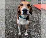 Small Coonhound Mix