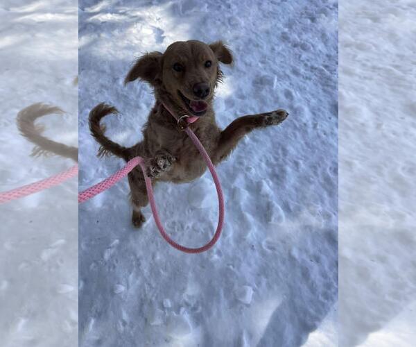 Medium Photo #2 Colonial Cocker Spaniel-Eurasier Mix Puppy For Sale in Front Royal, VA, USA
