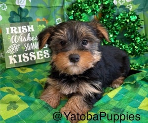 Yorkshire Terrier Puppy for sale in CENTER HILL, FL, USA