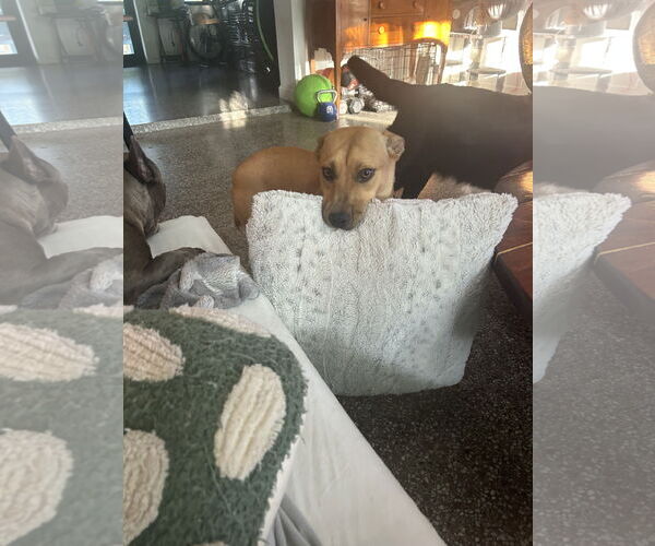 Medium Photo #4 Labrador Retriever-Unknown Mix Puppy For Sale in Miami, FL, USA